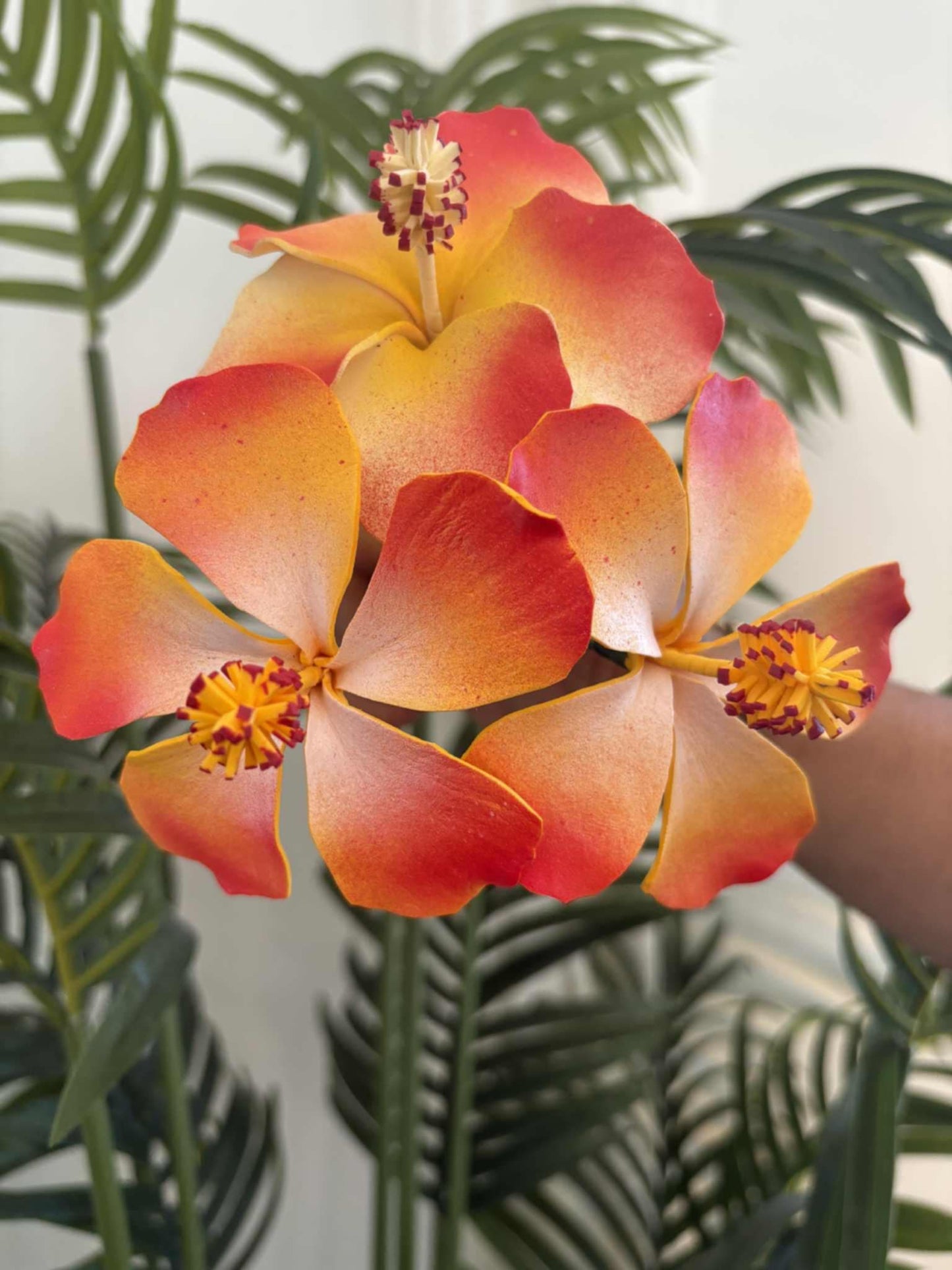 Hibiscus sei (medium)